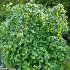 Corylus Avellana Scooter 7 Corylus Avellana Scooter -Future Forests Corylusavellanascooter04