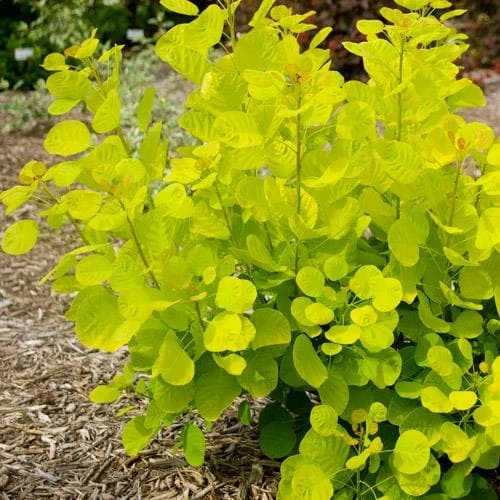 Cotinus Coggygria Golden Spirit 3 Cotinus Coggygria Golden Spirit - Image 3