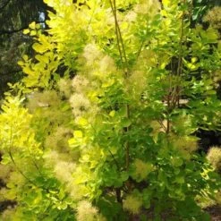Cotinus Coggygria Golden Spirit 10 Cotinus Coggygria Golden Spirit -Future Forests Cotinus coggygria Golden Spirit 04