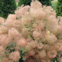 Cotinus Coggygria Young Lady -Future Forests Cotinus coggygria Young Lady 03