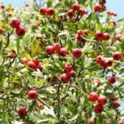 Crataegus Azarolus Geraki -Future Forests Crataegus azarolus Geraki 03