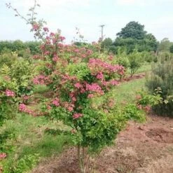 Crataegus Crimson Cloud -Future Forests Crataegus Crimson Cloud 01x