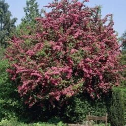 Future Forests -Future Forests Crataegus Crimson Cloud 03x 1