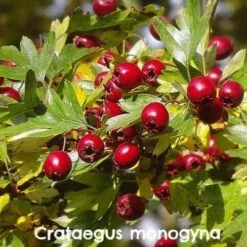 Native Wildlife Fruiting Hedge Mix -Future Forests Crataegus monogyna 02 25b4a347 c1ce 49ec b080 0ef5bff81a75