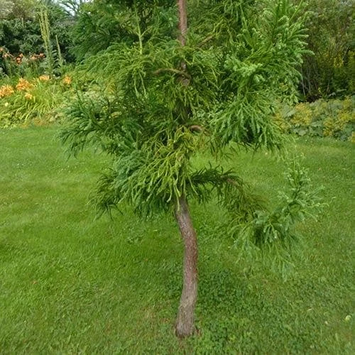 Cryptomeria Japonica Rasen 2 Cryptomeria Japonica Rasen - Image 2