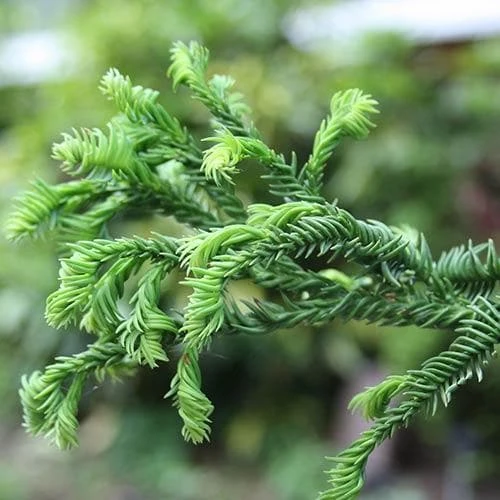 Cryptomeria Japonica Rasen 1 Cryptomeria Japonica Rasen