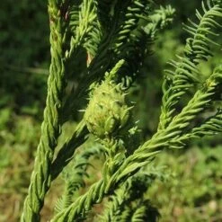 Cryptomeria Japonica Rasen 10 Cryptomeria Japonica Rasen -Future Forests Cryptomeria japonica Rasen 05