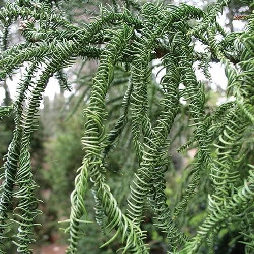 Cryptomeria Japonica Rasen 6 Cryptomeria Japonica Rasen - Image 6