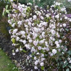 Daphne Bholua Jacqueline Postill -Future Forests Daphne bholua Jacqueline Postill 02