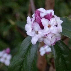 Daphne Bholua Jacqueline Postill -Future Forests Daphne bholua Jacqueline Postill 06