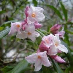 Daphne Bholua Spring Beauty