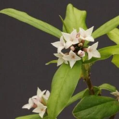 Daphne X Spring Herald -Future Forests Daphne bholua Spring Herald 03