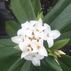 Daphne X Spring Herald -Future Forests Daphne bholua Spring Herald 04