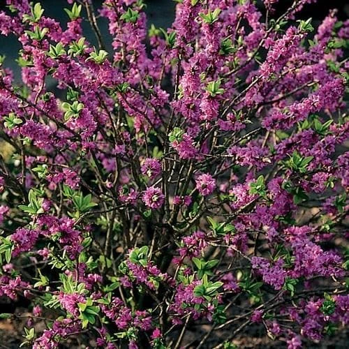 Daphne Mezereum Rubra 2 Daphne Mezereum Rubra - Image 2