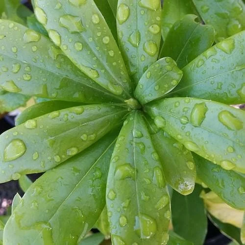 Daphne Odora Aureomarginata 2 Daphne Odora Aureomarginata - Image 2