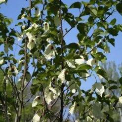 Davidia Involucrata - Handkerchief Tree -Future Forests Davidia involucrata 02