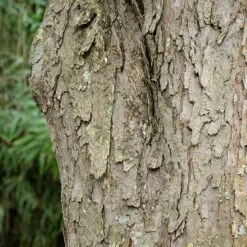 Davidia Involucrata - Handkerchief Tree -Future Forests Davidia involucrata 03
