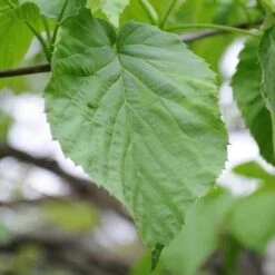 Davidia Involucrata - Handkerchief Tree -Future Forests Davidia involucrata 04