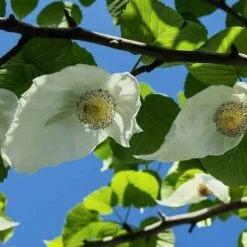 Davidia Involucrata - Handkerchief Tree -Future Forests Davidia involucrata 06
