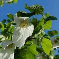 Davidia Involucrata - Handkerchief Tree -Future Forests Davidia involucrata 08