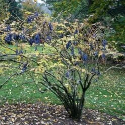 Decaisnea Fargesii -Future Forests Decaisnea fargesii 4 1