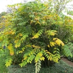 Decaisnea Fargesii -Future Forests Decaisnea fargesii 5 1