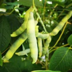 Decaisnea Fargesii -Future Forests Decaisneafargesii