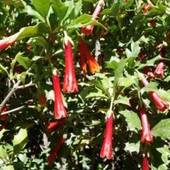 Desfontainia Spinosa -Future Forests Desfontainia spinosa 05