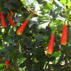 Desfontainia Spinosa -Future Forests Desfontainia spinosa 07