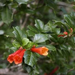 Desfontainia Spinosa -Future Forests Desfontainia spinosa 09