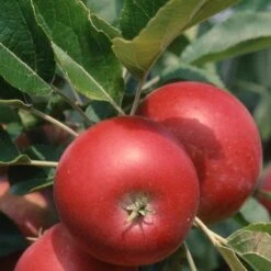 Apple Devonshire Quarrenden -Future Forests Devonshire Quarrenden04