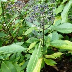 Dichroa Febrifuga -Future Forests Dichroa febrifuga 4