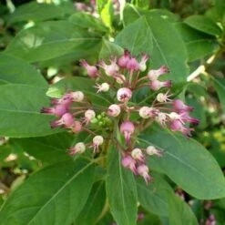 Dichroa Febrifuga -Future Forests Dichroa febrifuga 7