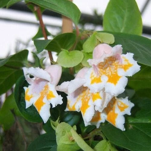 Dipelta Yunnanensis 1 Dipelta Yunnanensis