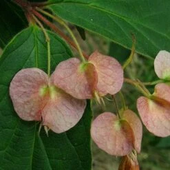 Dipelta Yunnanensis 10 Dipelta Yunnanensis -Future Forests Dipelta yunnanensis 02