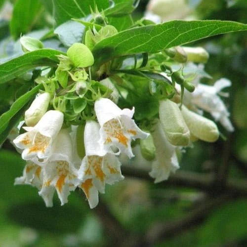 Dipelta Yunnanensis 4 Dipelta Yunnanensis - Image 4