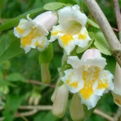 Dipelta Yunnanensis 12 Dipelta Yunnanensis -Future Forests Dipelta yunnanensis 04