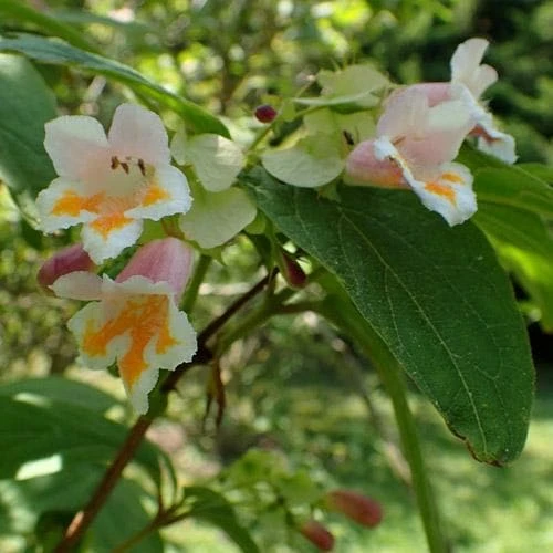 Dipelta Yunnanensis 6 Dipelta Yunnanensis - Image 6