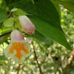 Dipelta Yunnanensis 14 Dipelta Yunnanensis -Future Forests Dipelta yunnanensis 06