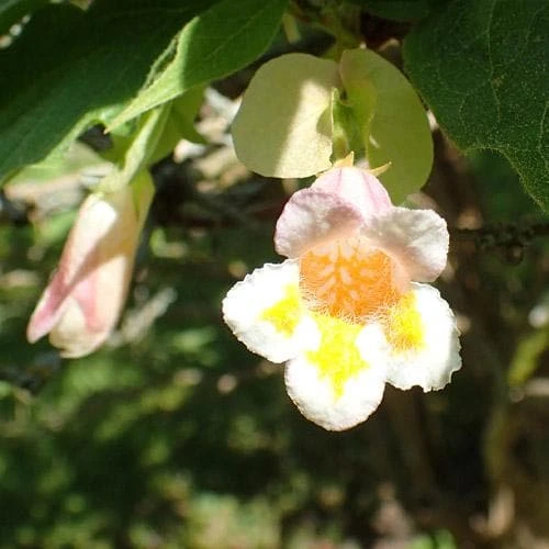 Dipelta Yunnanensis 2 Dipelta Yunnanensis - Image 2