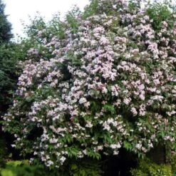 Dipelta Yunnanensis 15 Dipelta Yunnanensis -Future Forests Dipelta yunnanensis 08