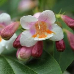 Dipelta Floribunda -Future Forests Dipelta floribunda