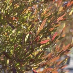 Dodonaea Viscosa Purpurea -Future Forests Dodonaea viscosa Purpurea 04