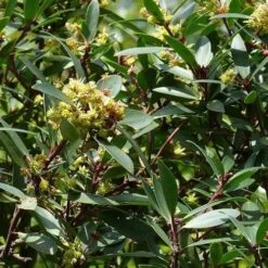 Drimys Aromatica -Future Forests Drimys aromatica 05