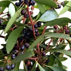 Drimys Aromatica -Future Forests Drimys aromatica 06