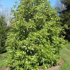 Drimys Winteri -Future Forests Drimys winteri