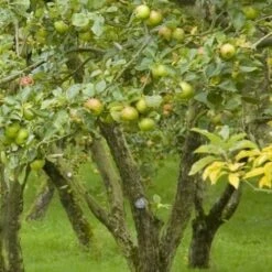 Apple Dunkerton Late Sweet -Future Forests Dunkerton Sweet 04