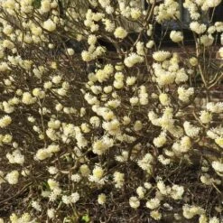 Edgeworthia Chrysantha Grandiflora -Future Forests Edgworthia chrysantha Grandiflora