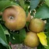 Apple Egremont Russet