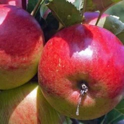 Apple Ellison's Orange -Future Forests Ellison s Orange03